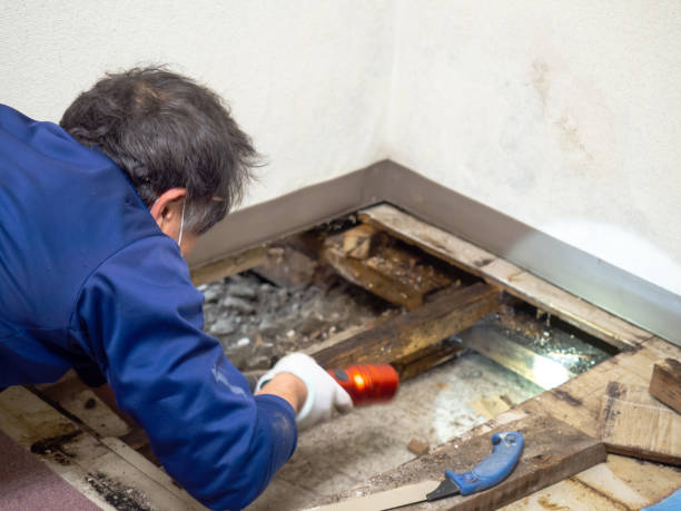 Best Local Mold Removal Service  in Scotts Valley, CA