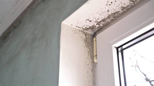 Best Residential Mold Removal  in Scotts Valley, CA