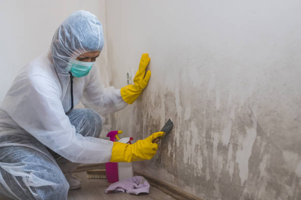 Best Commercial Mold Removal  in Scotts Valley, CA