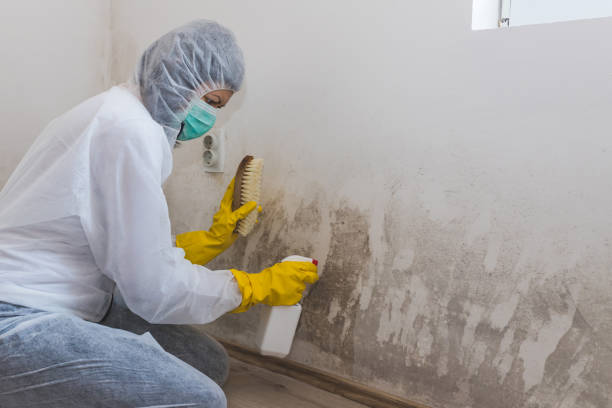 Trusted Scotts Valley, CA Mold Removal Experts
