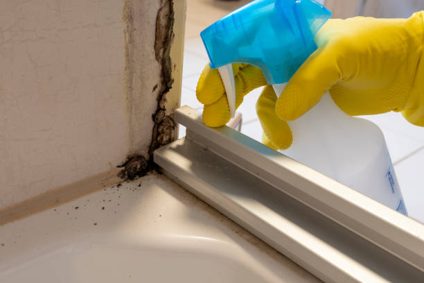 Best Certified Mold Removal  in Scotts Valley, CA