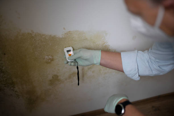 Best Mold Damage Repair  in Scotts Valley, CA