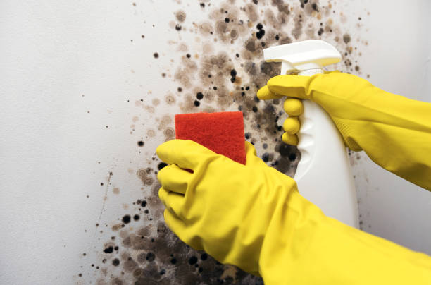 Best Same-Day Mold Removal  in Scotts Valley, CA