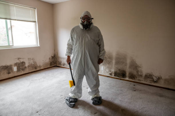 Mold Removal and Inspection in Scotts Valley, CA