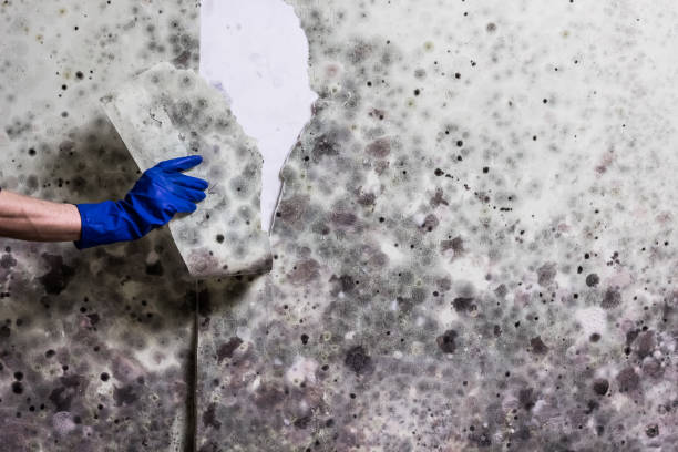 Best Home Mold Removal  in Scotts Valley, CA