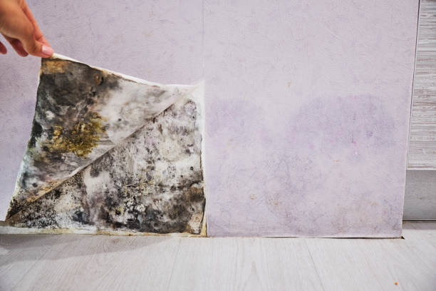 Best Office Mold Removal Services  in Scotts Valley, CA